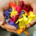 flower petals in the palms of hand