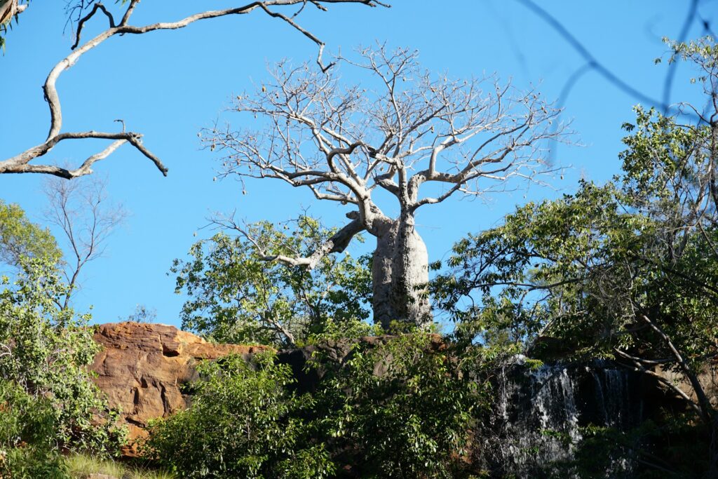 Boab tree WA Australia