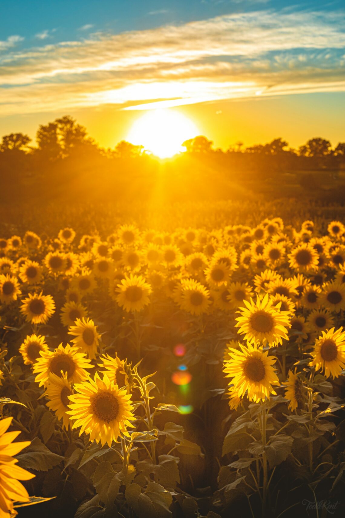 sunflowers in a paddock