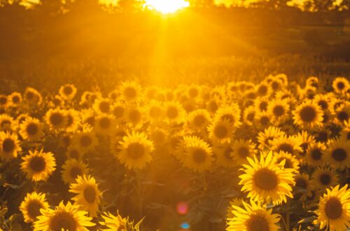 sunflowers in a paddock