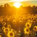 sunflowers in a paddock